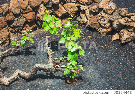 vineyards of La Geria on volcanic soil, Lanzarote 30354448