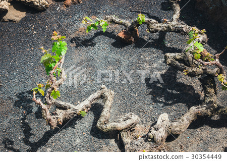 vineyards of La Geria on volcanic soil, Lanzarote 30354449