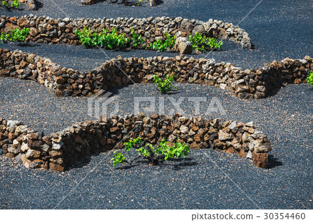 vineyards of La Geria on volcanic soil, Lanzarote  30354460