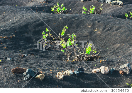 vineyards of La Geria on volcanic soil, Lanzarote 30354470