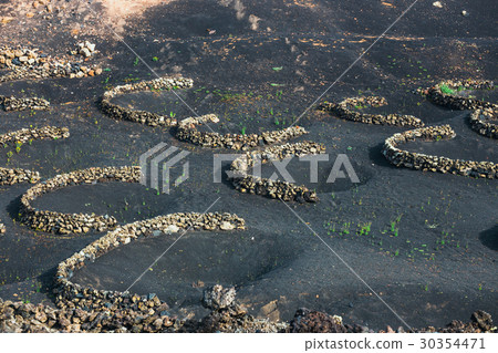vineyards of La Geria on volcanic soil, Lanzarote 30354471