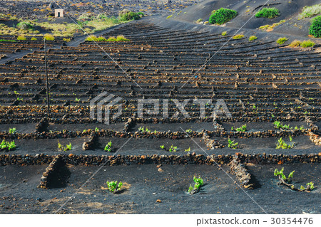 vineyards of La Geria on volcanic soil, Lanzarote 30354476