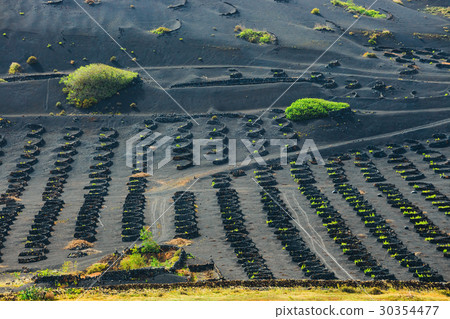 vineyards of La Geria on volcanic soil, Lanzarote 30354477