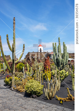 View of cactus garden, jardin de cactus in Guatiza View of cactus garden, jardin de cactus in Guatiza 30354578
