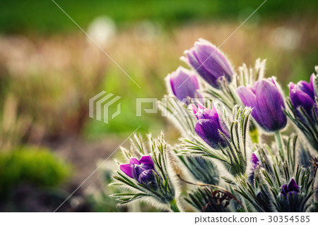 purple flowers in a sunny day in early spring 30354585