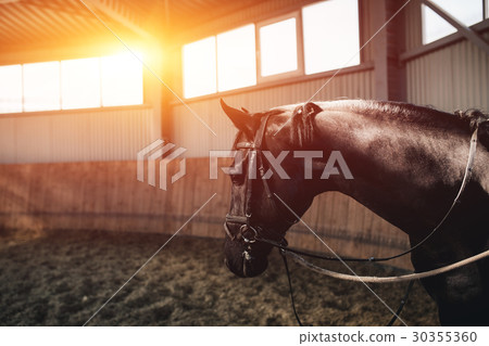 Black horse standing in the dark manege 30355360