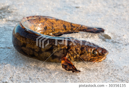 Burbot fish on spring ice Burbot fish on spring ice 30356135
