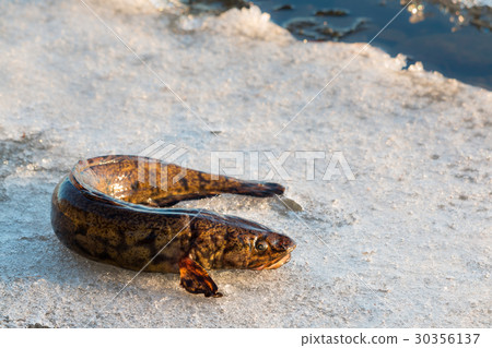 Burbot fish on spring ice Burbot fish on spring ice 30356137