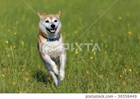Shiba Inu in the Field Shiba Inu in the Field 30356449