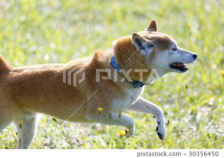 Shiba Inu running in the field Shiba Inu running in the field 30356450
