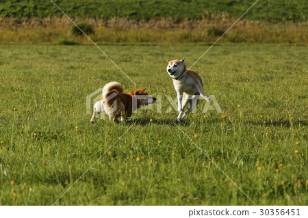 Fighting Shiba Inu 30356451