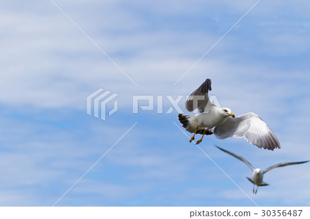 Sky and seagulls Sky and seagulls 30356487