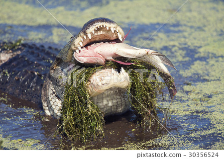 alligator eating a large fish alligator eating a large fish 30356524