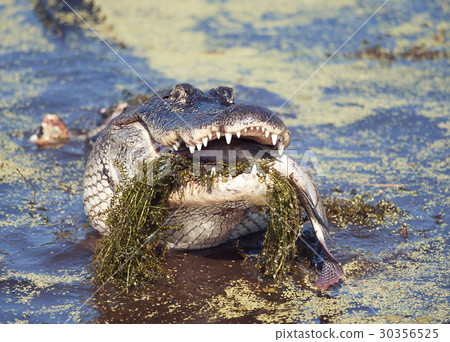 alligator eating a large fish 30356525