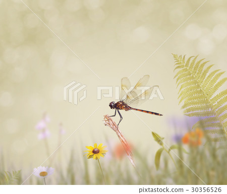 dragonfly sits on the grass dragonfly sits on the grass 30356526