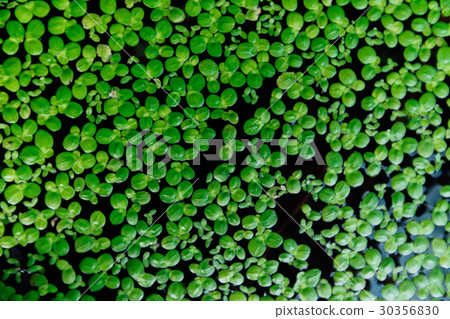 Common duckweed Lemna minor . Full frame texture. Common duckweed Lemna minor . Full frame texture. 30356830