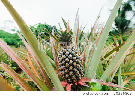 Young pineapple tree in plant close up 30356868