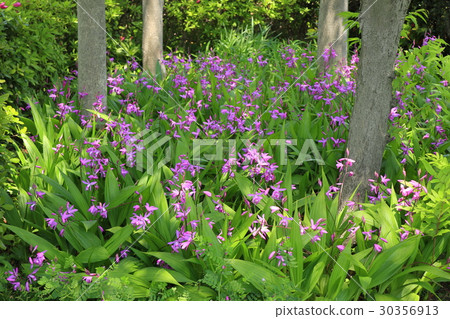 Arakawa nature park flowers · silane 30356913