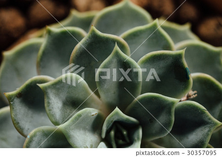 Succulents half green in a pot with expanded clay. Succulents half green in a pot with expanded clay. 30357095