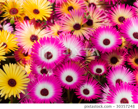 Livingston Daisy 30357248