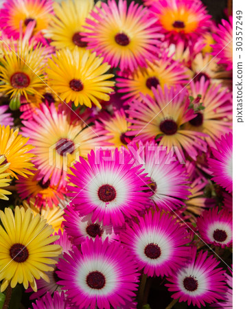 Livingston Daisy 30357249