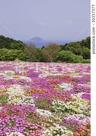 Livingstone Daisy flower garden in Nokonoshima 30357377