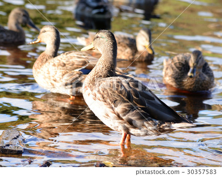 Mallard Ducks close up. Mallard Ducks close up. 30357583