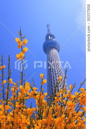 東京天空樹和藍天在黃色花背景 30357808