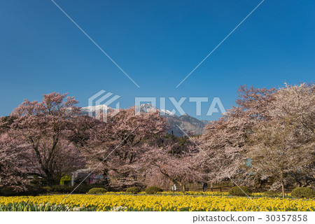 一個帶櫻桃樹的寺廟的Yamakaku Shinyo花園一個有櫻桃樹,水仙花和降雪的花園 一個帶櫻桃樹的寺廟的Yamakaku Shinyo花園一個有櫻桃樹,水仙花和降雪的花園 30357858