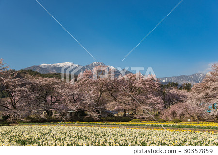 一個帶櫻桃樹的寺廟的Yamakaku Shinyo花園一個有櫻桃樹,水仙花和降雪的花園 一個帶櫻桃樹的寺廟的Yamakaku Shinyo花園一個有櫻桃樹,水仙花和降雪的花園 30357859