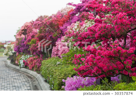 Azalea 30357874