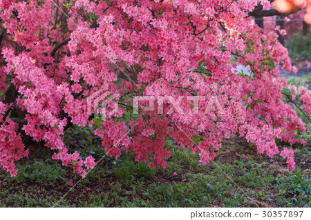 映山紅 30357897