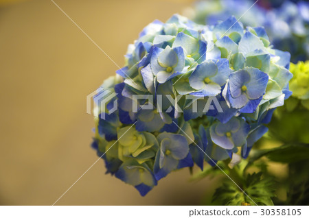 Hydrangea flower 30358105