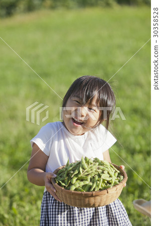 Harvest of Edamame 30358528
