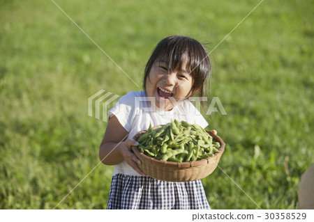 Harvest of Edamame Harvest of Edamame 30358529