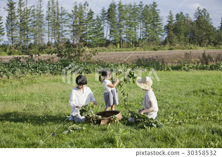 Harvest of Edamame 30358532