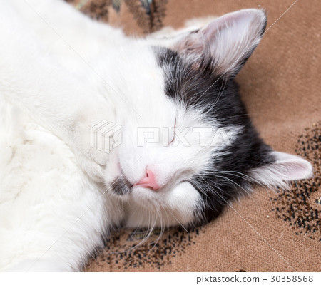 The cat is asleep The cat is asleep 30358568
