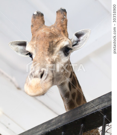 Head of a giraffe in a zoo. Head of a giraffe in a zoo. 30358900