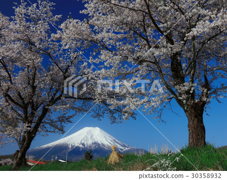 Fuji from the cherry-blossoming Oshino village 30358932