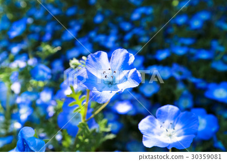 喜林草 喜林草 30359081