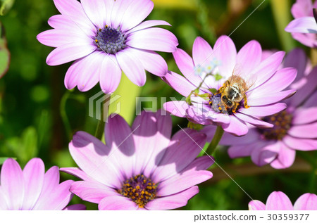 鮮花和蜜蜂 30359377