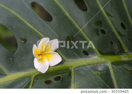 Leelawadee flower, Champa or Plumeria 30359405