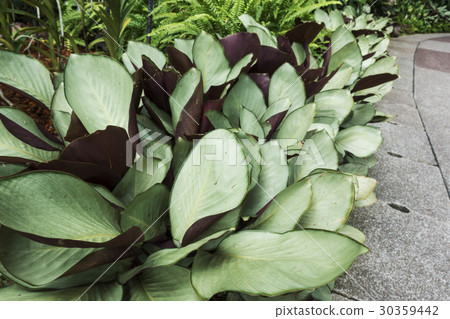 green plant green plant 30359442