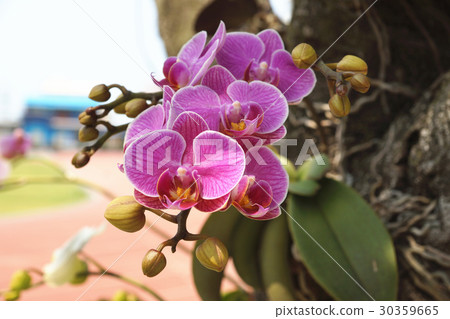 蘭花 蘭花 30359665