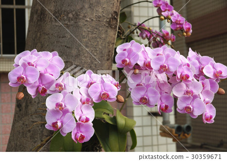 蘭花 蘭花 30359671