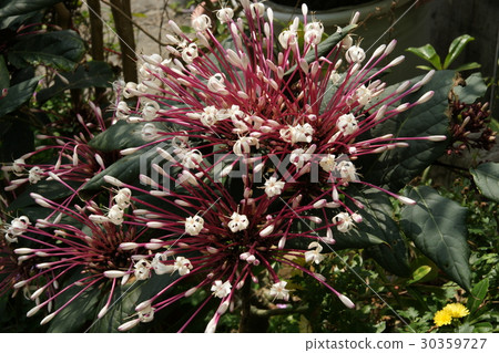 煙火樹 煙火樹 30359727