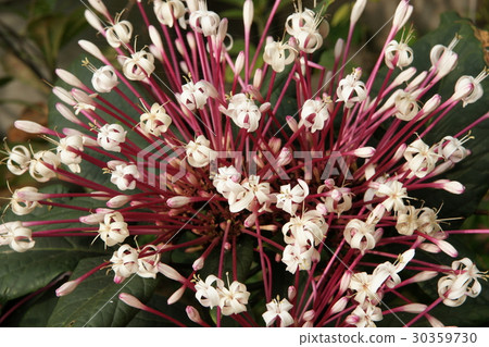 Pyrotechnic tree 30359730