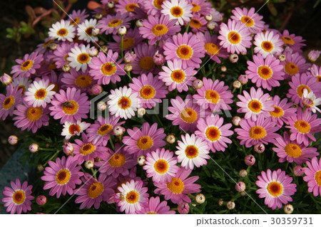 瑪格麗特花 30359731