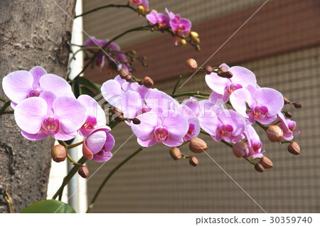 蘭花 30359740