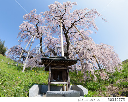 Cherry blossom tree MiharuTakizakura, Fukushima 30359775